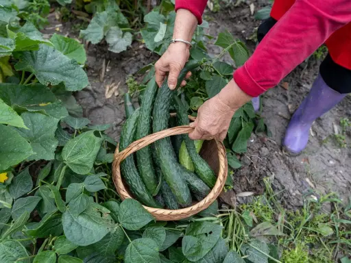 Mains récoltant des concombres à planter dans un panier en osier, entouré de feuilles vertes luxuriantes.