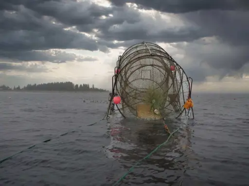 Fiskeredskap i vattnet, redo för att fiska lax. Mörka moln hänger över en grå himmel.