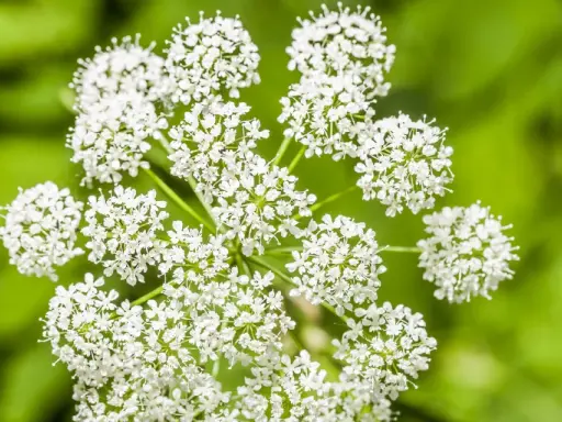 Zarte weiße Blüten der Bibernelle, deren Heilwirkung seit langem bekannt ist, entfalten sich vor grünem Hintergrund.