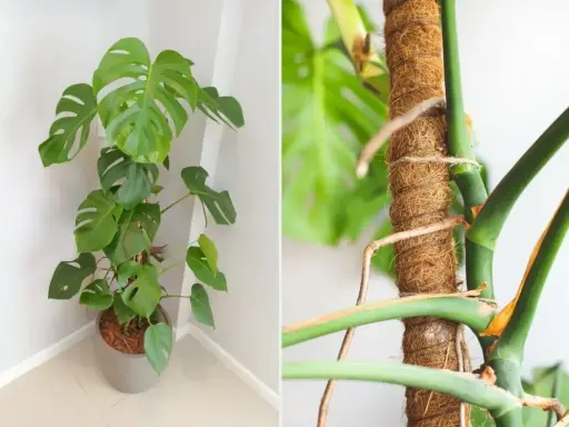 Monstera na paliku kokosowym. Czy można obcinać korzenie monstery? Pielęgnacja tej rośliny jest prosta.