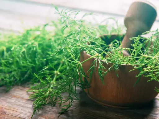 Herbes vertes et délicates dans un mortier en bois, prêtes pour une décoction de prêle.