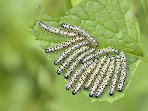 Une colonie de chenilles, futures papillons du chou, dévorent une feuille verte.