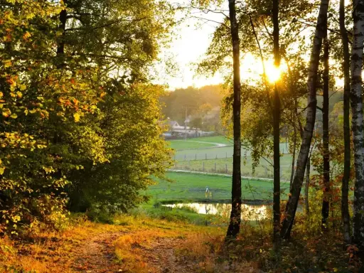 Jesienne słońce przebija się przez drzewa, tworząc idealne miejsce na długi weekend listopadowy. Ścieżka prowadzi do malowniczego krajobrazu z domkiem w oddali.