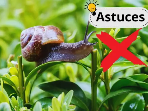 Un escargot sur une feuille verte, avec un "X" rouge et le mot "Astuces". Un remède de grand-mère contre les escargots.