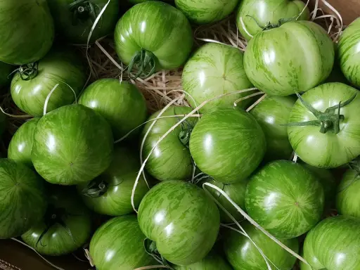 Un panier rempli de tomates green zebra, leurs rayures vertes vibrantes promettent une saveur unique.