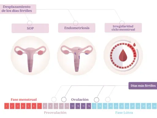 Ilustración del ciclo menstrual y condiciones que afectan la fertilidad. Puedes quedar embarazada si tienes relaciones sexuales en tus días fértiles, incluso si hay irregularidades.