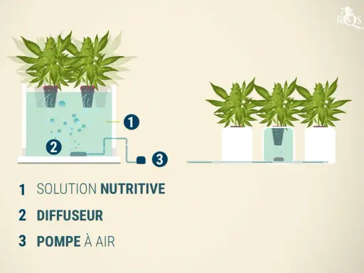 Schéma de culture hydroponique : solution nutritive (1), diffuseur (2) et pompe à air (3) pour des plantes florissantes.