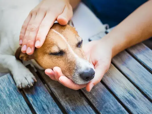 Douces mains caressant la tête d'un chien endormi, peut-être pour comprendre pourquoi mon chien tremble sans raison.