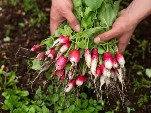 Un bouquet de radis fraîchement récoltés, avec leurs racines fines et leurs feuilles vertes, tenu dans des mains sur un sol de jardin.