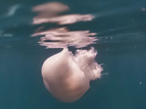 Una medusa bianca, quasi trasparente, galleggia immobile nell'acqua. Come capire se una medusa è morta? La sua forma flaccida e l'assenza di movimento sono indizi.