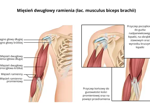Anatomia bicepsa: szczegółowy rysunek mięśnia dwugłowego ramienia, jego ścięgien i przyczepów.