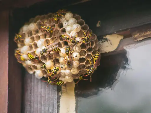 Ein Wespennest an einem Fensterrahmen. Viele Wespen krabbeln auf den Waben. Was tun bei Wespennest? Vorsicht ist geboten!