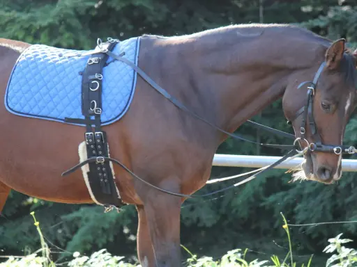 Braunes Pferd mit blauem Sattel und korrekt angelegtem Longiergurt.