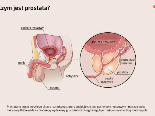 Anatomia układu męskiego: prostata znajduje się pod pęcherzem moczowym, otaczając cewkę moczową.