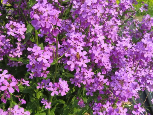 Un essaim d'abeilles butine des fleurs de julienne des dames, leurs pétales violets éclatants formant un tapis printanier.