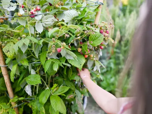 Maintenir les tiges d'un framboisier remontant avec un tuteur pour un palissage optimal. Des framboises mûres et vertes parsèment les branches.