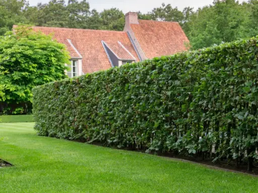 Une haie dense et bien taillée, un type de haie pour clôture, borde une pelouse verte devant une maison au toit de tuiles.
