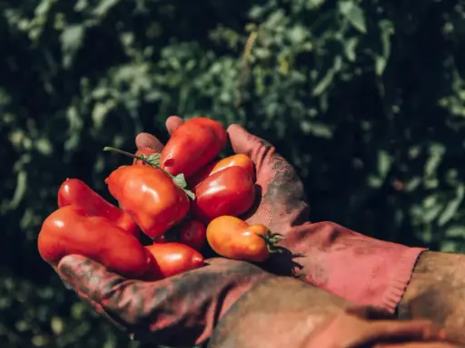 Hände in roten Handschuhen halten frisch geerntete San Marzano Tomaten. Die Ernte ist üppig, was gute Tomate San Marzano Erfahrungen verspricht.
