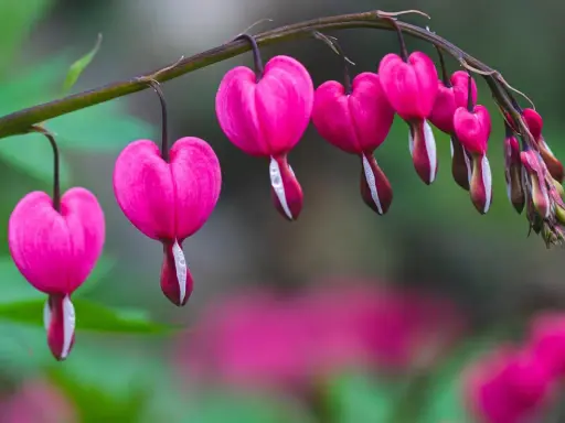 Des cœurs de Marie roses, en forme de goutte, pendent d'une tige. Quelques gouttes de rosée brillent sur leurs pétales.