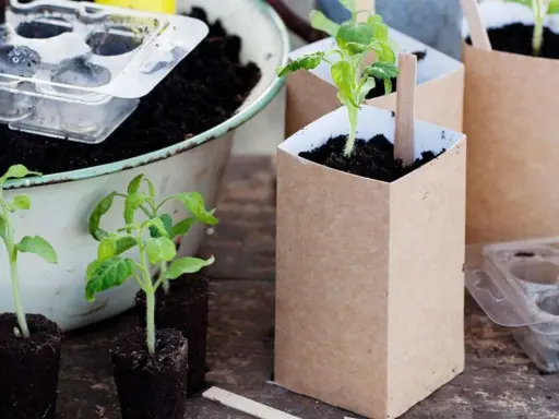Små tomatplantor redo att planteras om i nya krukor av kraftpapper. En del står i jordblock, andra i sina nya hem.
