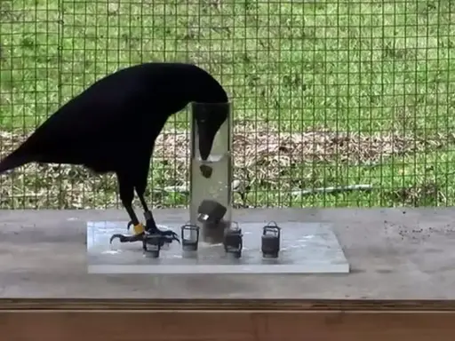 Cuervo negro inteligente resolviendo un rompecabezas para obtener comida, una lección sobre como ahuyentar cuervos.