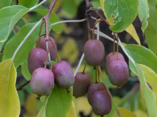 Små, lila kiwifrukter hänger mogna på en gren, redo att skördas. En vacker påminnelse om att odla kiwi i din egen trädgård.