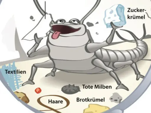 Ein fröhlicher Silberfisch frisst Zucker, Textilien, Haare, tote Milben und Brotkrümel. Warum Silberfische so beliebt sind? Sie sind Allesfresser!