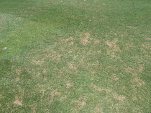 Patches of brown, damaged turfgrass indicate a problem, possibly from black turfgrass ataenius.