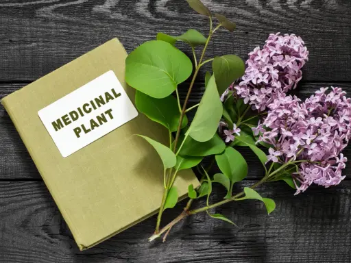 Livre sur les plantes médicinales, avec des feuilles vertes et des fleurs de lilas. Un remède anti inflammatoire naturel à portée de main.