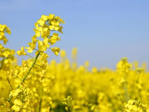Champ de fleurs de colza (Brassica napus var. napus) sous un ciel bleu clair.