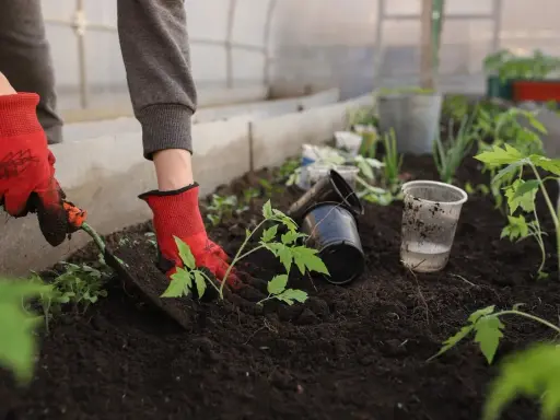 Plantation de jeunes plants dans une serre enterrée. Des mains gantées utilisent une petite pelle pour planter des tomates dans la terre riche.