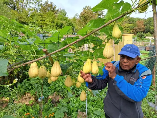 Un homme fier montre sa récolte de chouchou légume, des fruits jaunes suspendus à une treille luxuriante.