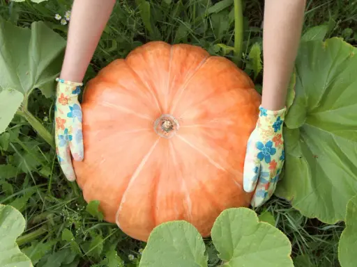 Hands in floral gloves cradle a giant orange pumpkin, a testament to successful pumpkin patch cultivation.