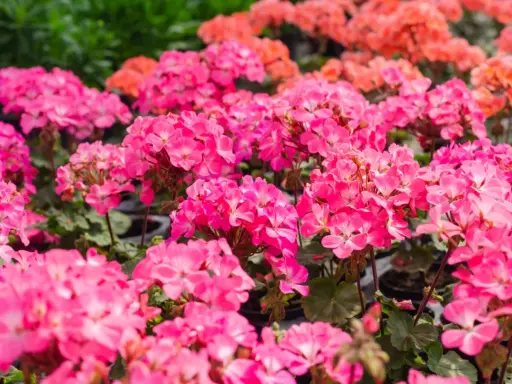 Mnóstwo różowych odmian pelargonii tworzy barwny dywan. W tle widać pomarańczowe kwiaty.
