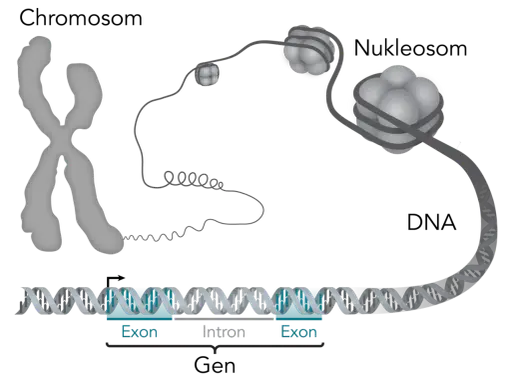 Der gen aufbau zeigt, wie DNA zu Nukleosomen und Chromosomen verpackt wird. Ein Gen besteht aus Exons und Introns.