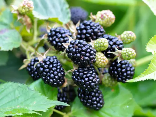 Reife, saftige Brombeeren hängen am Strauch. Diese gesunden Früchte sind voller Vitamine und ein Genuss für den Gaumen.