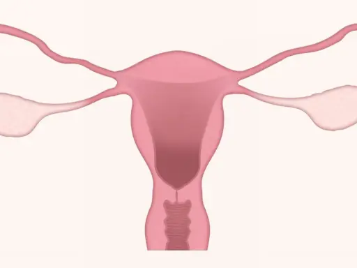 Anatomia układu rozrodczego kobiety. Warto pamiętać o potencjalnych duphaston skutki uboczne.