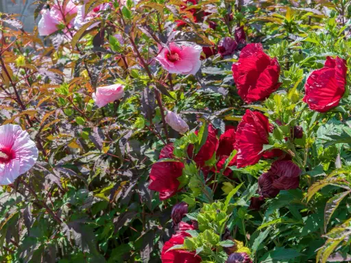 Un magnifique **hibiscus en pot** déploie ses pétales roses et rouges vifs, entouré de feuilles sombres et de bourgeons verts.
