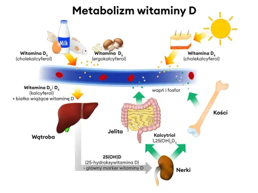 Witamina D3 na co pomaga? Witamina D3, pozyskiwana ze słońca, ryb, jaj i mleka, jest kluczowa dla metabolizmu wapnia i fosforu, wspierając zdrowe kości.