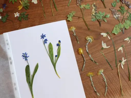 Getrocknete Blumen, bereit für ein Herbarium. Blaue Scilla und gelbe Blüten auf Holz.