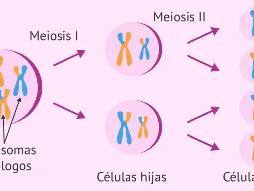 Ilustración de la meiosis, mostrando la división de cromosomas homólogos y la formación de células hijas. El cromosoma masculino se representa con un par de cromosomas X e Y.
