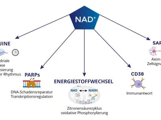 NAD+ ist zentral für den Energiestoffwechsel, DNA-Reparatur, Immunantwort und Zellfunktionen. NADH ist hierbei ein wichtiger Co-Faktor.