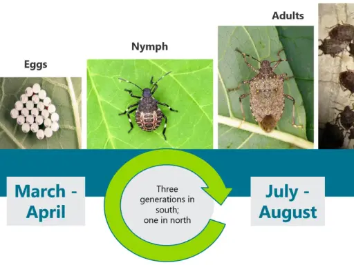 The life cycle of a stink bug: eggs, nymphs, and adults. Overwintering adults emerge in spring, reproduce, and then seek shelter in fall.