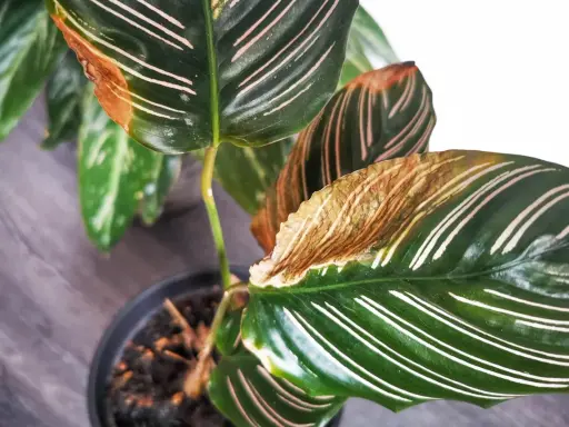 Braune Blattspitzen bei Calathea: Tipps zur Calathea Pflege, um trockene Ränder zu vermeiden.