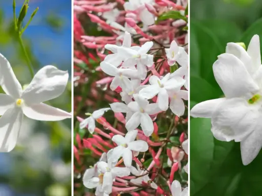 Triptyk med vita jasminblommor. Den vänstra bilden visar en ensam blomma mot en blå himmel. Mittenbilden visar en klase av blommor med rosa knoppar och vattendroppar. Den högra bilden visar en enda, fylligare blomma. Doft jasmin sprider sin ljuvliga doft.