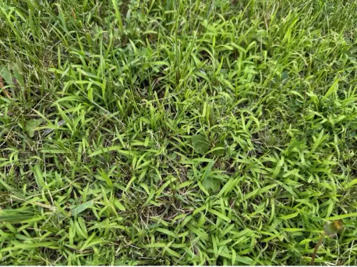 A close-up view of a lawn showing the different stages of crabgrass growth, from young shoots to more established patches.