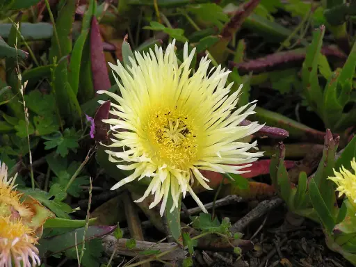 Fleur jaune pâle aux pétales fins et au cœur jaune vif, entourée de feuilles vertes et pourpres.