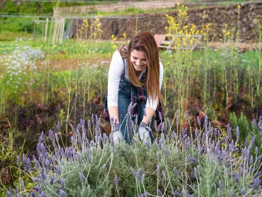 Une femme souriante travaille dans un champ de lavande. Elle semble se demander quelle terre pour la lavande afin d'obtenir la meilleure récolte.