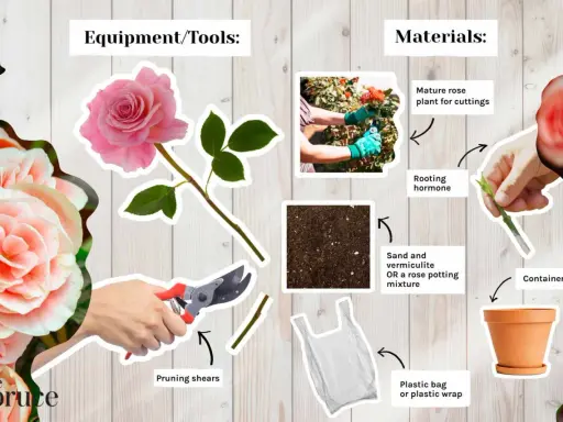 Learn how to propagate roses with this guide showing pruning shears, rooting hormone, soil, a plastic bag, and a pot.