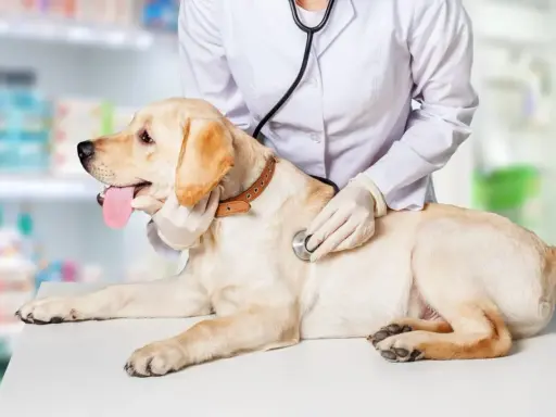 Weterynarz bada labradora, który nie sika od 24 godzin. Pies leży na stole, a lekarz osłuchuje go stetoskopem.